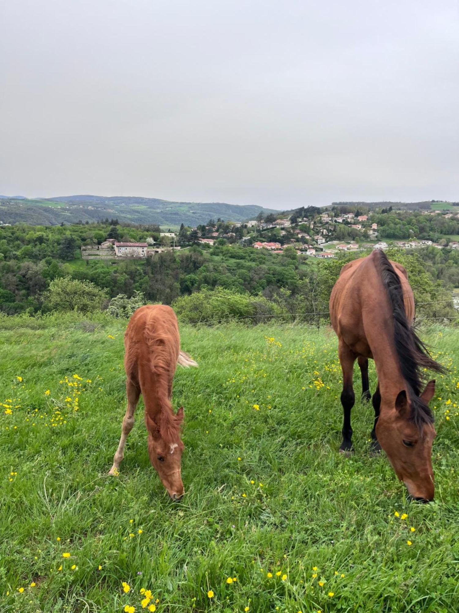 Les Petites Bulles De Massier * Vienne (Isere)